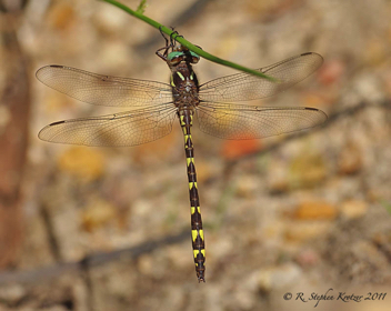 Cordulegaster bilineata, male